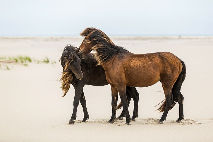 Cavalli amicizia, cavalli, cavallo, vapore, donnola, amicizia, criniera, vento, sabbia, Sfondo HD