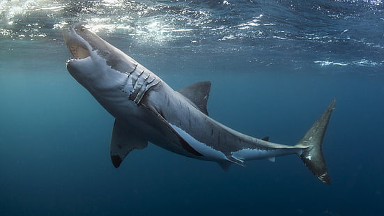 great white shark, animals, shark, underwater, Great White Shark, HD wallpaper HD wallpaper