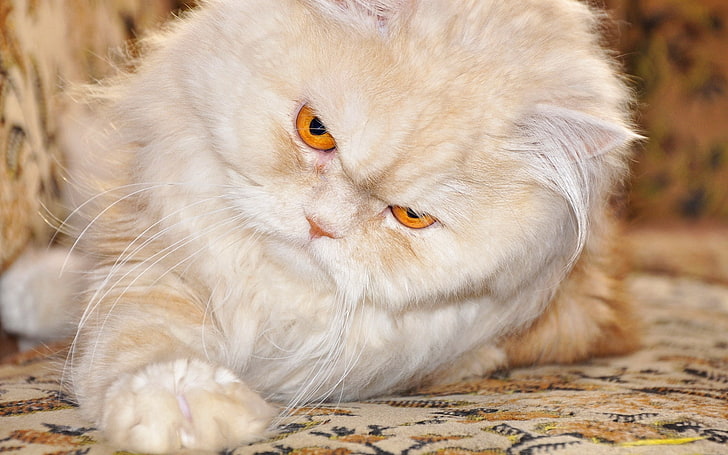 Katze, Perserkatze, Teppich, mürrische Katze, HD-Hintergrundbild
