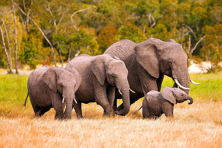 Familia de elefantes africanos En Kenia, cuatro elefantes, animales, elefantes, animales, familia, Fondo de pantalla HD