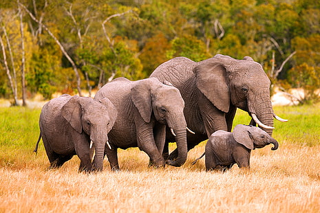 Familia de elefantes africanos En Kenia, cuatro elefantes, animales, elefantes, animales, familia, Fondo de pantalla HD HD wallpaper