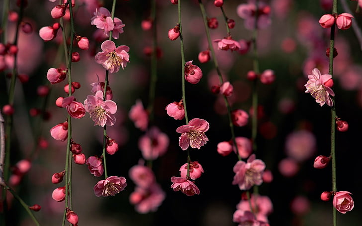branch, flowers, nature, pink, HD wallpaper