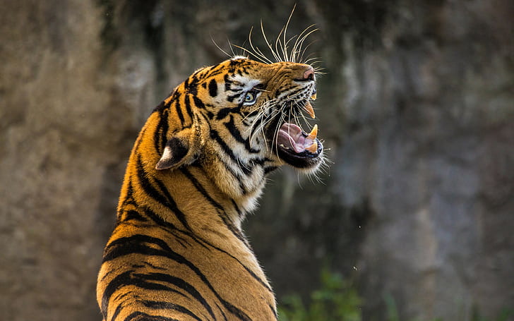 tiger, roaring, zoo, 4k, 8k, HD, HD wallpaper
