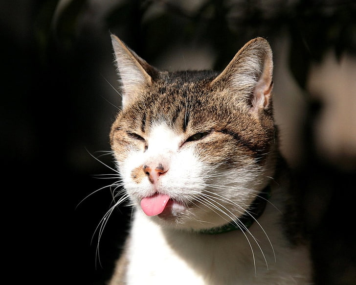 Fotografía de enfoque selectivo de gato atigrado marrón, gato, lengua afuera, Fondo de pantalla HD