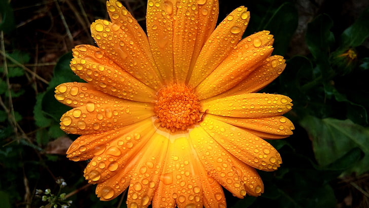 оранжевый цветок с лепестками, цветок, лепестки, капли, HD обои