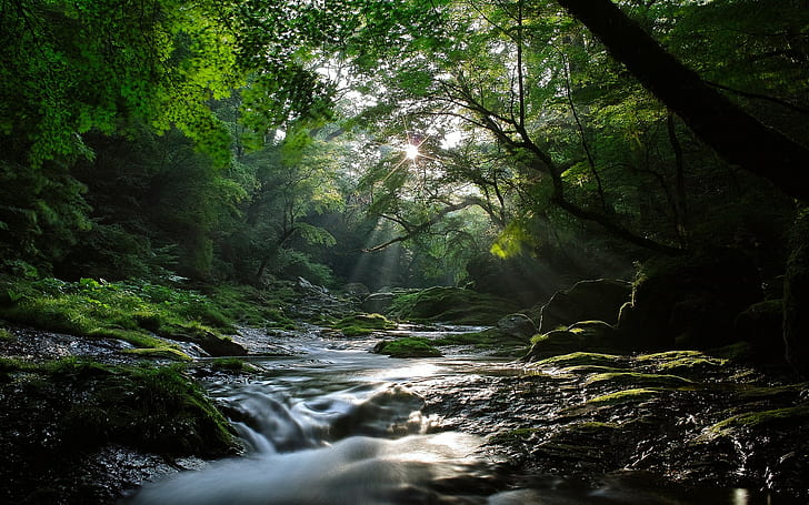 Stream Forest Sunlight HD, nature, lumière du soleil, forêt, ruisseau, Fond d'écran HD