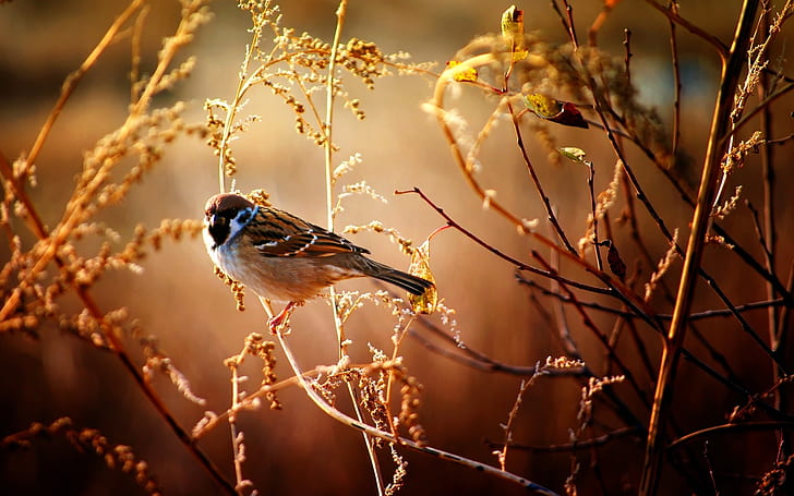 Burung pipit di musim gugur, Burung pipit, musim gugur, Wallpaper HD