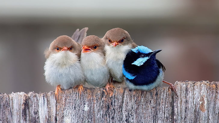 birds, cute, HD wallpaper