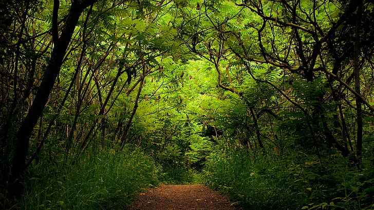 bosque, camino, camino de tierra, Fondo de pantalla HD