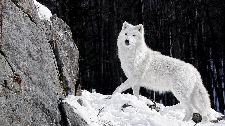 artic wolf, animals, snow, HD wallpaper
