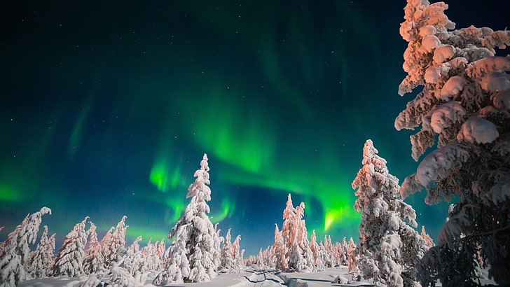frysning, yakutia, sakha, natt, natthimmel, natur, ryssland, skog, landskap, snö, norrsken, aurora, träd, tallskog, snöig, fenomen, vinter, atmosfär, aurora borealis, polarljus, HD tapet
