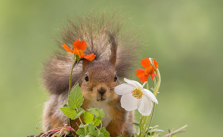 brown squirrel, flowers, nature, protein, HD wallpaper