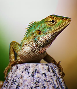 fotografia de close up de iguana, igual, maravilha, por que, parecido, iguana, fotografia de close up, natureza, cingapura, lagarto de jardim, réptil, selvagem, animal, animais selvagens, lagarto, HD papel de parede HD wallpaper