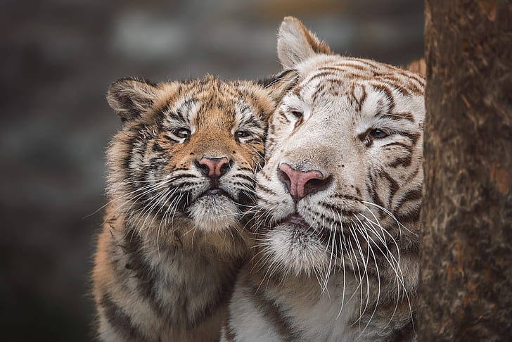 tigre, portrait, bébé, paire, blanc, belette, tigres, maman, tigresse, museau, Fond d'écran HD