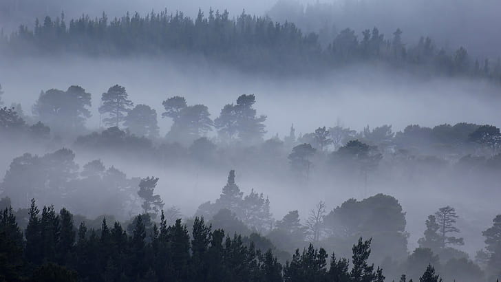 fog, foggy, forest, morning, HD wallpaper