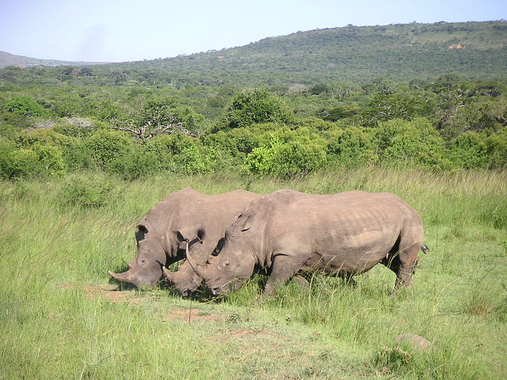 Umfolzi Rhinoceros, nature, wild, rhinoceros, animal, animals, HD wallpaper