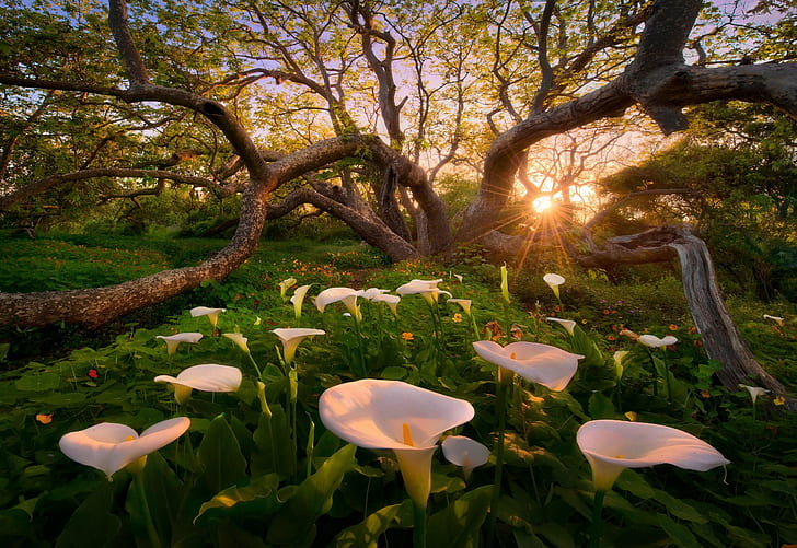Calla-Lilien, Blumen, Bäume, Sonnenuntergang, Sonnenlicht, Gras, Natur, Landschaft, Frühling, HD-Hintergrundbild