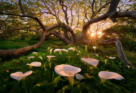 Calla-Lilien, Blumen, Bäume, Sonnenuntergang, Sonnenlicht, Gras, Natur, Landschaft, Frühling, HD-Hintergrundbild HD wallpaper