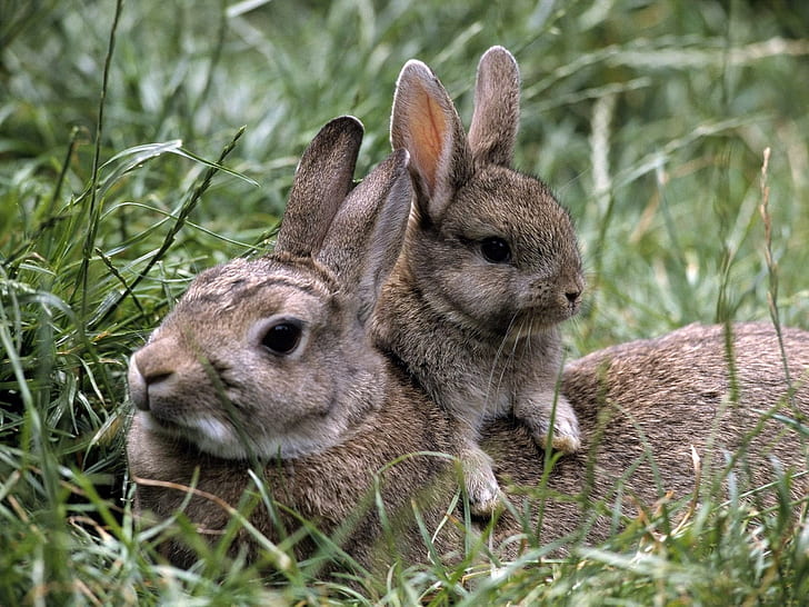 Grass, gray rabbit, bunny, Grass, Gray, Rabbit, Bunny, HD wallpaper