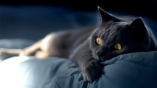 พื้นหลังแมวน่ารักสำหรับเดสก์ท็อป, วอลล์เปเปอร์ HD HD wallpaper