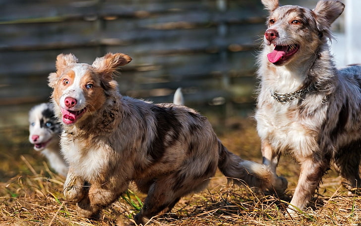 dog, running, happy, HD wallpaper