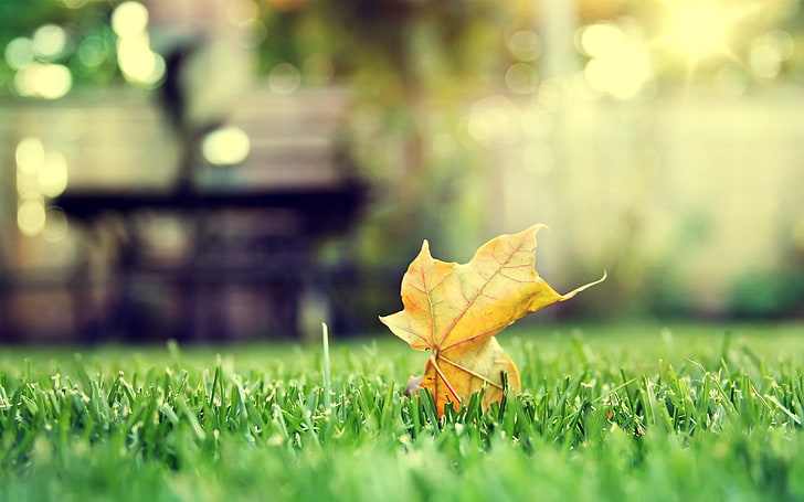 braunes getrocknetes Blatt, Blätter, Makro, Gras, Hosen, HD-Hintergrundbild