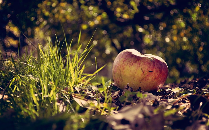kırmızı elma meyve, fotoğraf, makro, yaprakları, elma, çimen, alan derinliği, sonbahar, HD masaüstü duvar kağıdı