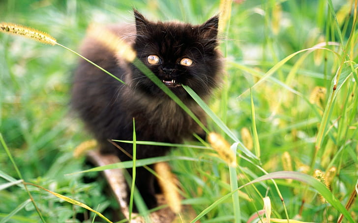 A small black cat in the bushes, Small, Black, Cat, HD wallpaper
