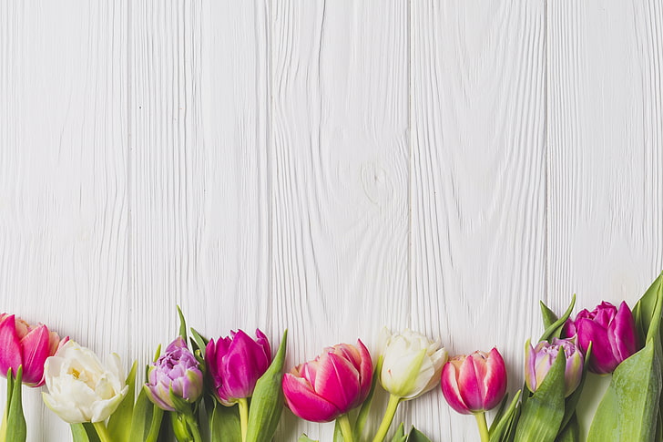 tulipa branca e rosa flores, flores, primavera, colorido, tulipas, conselho, madeira, rosa, HD papel de parede