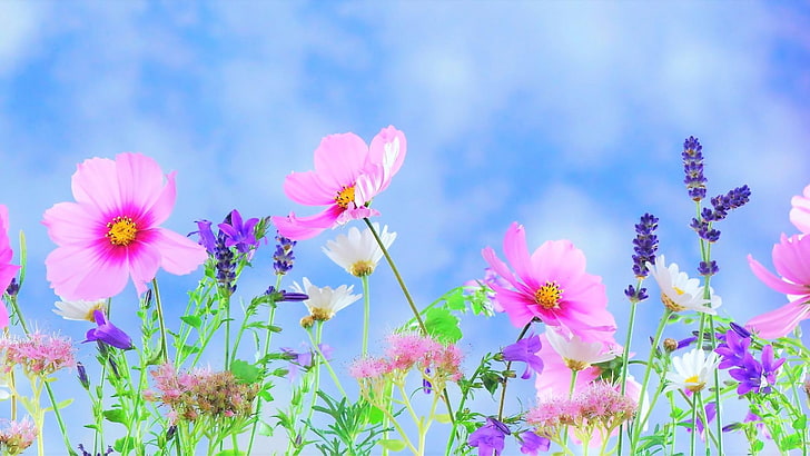 fleur, fleurs colorées, champ de fleurs, Fond d'écran HD