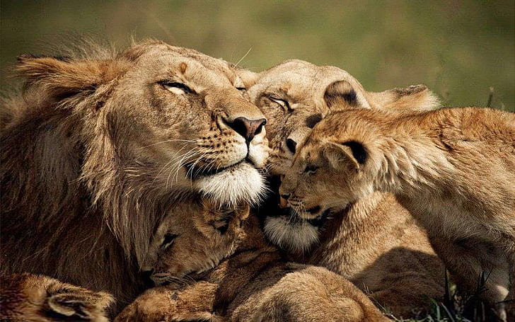Lions Love A Family Of Lion Desktop Wallpaper Hd 2560 × 1600, HD тапет