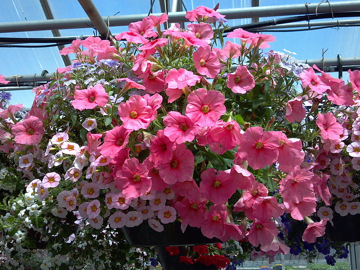 calibrachoa, kolor, kwiaty, różowy, Tapety HD