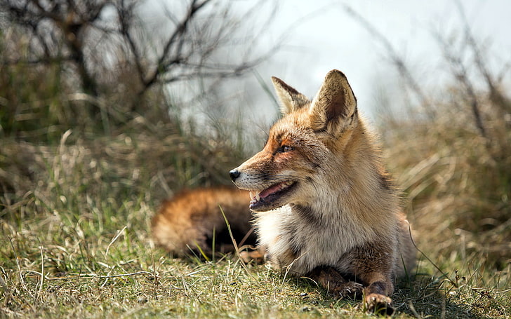 Fuchs, Tiere, Tierwelt, HD-Hintergrundbild