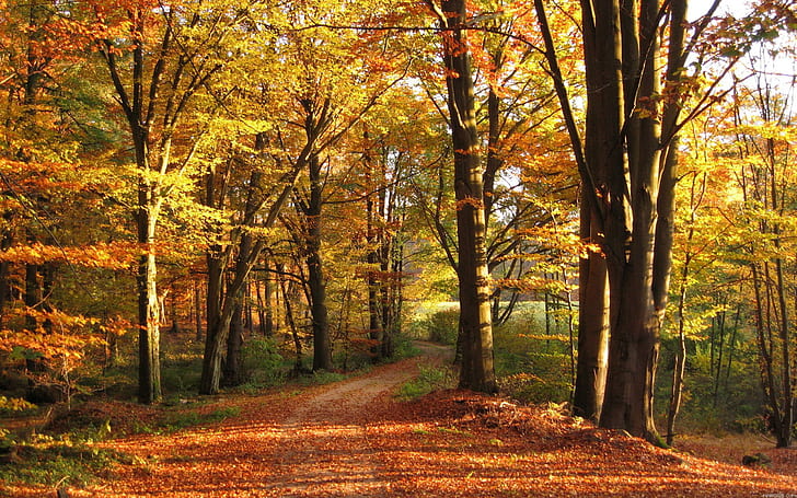 Жълта есенна гора, крайници, гора, природа, светлина, багажник, листа, жълт, път, път, есен, природа и пейзажи, HD тапет