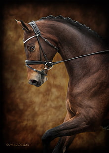 photography, animals, horse, HD wallpaper HD wallpaper