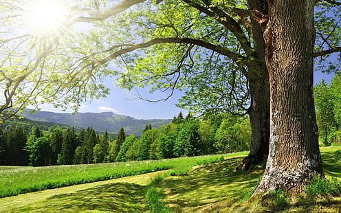 Letnie drzewa leśne, trawa, zieleń, blask słońca, lato, las, drzewa, trawa, zieleń, słońce, blask, Tapety HD HD wallpaper