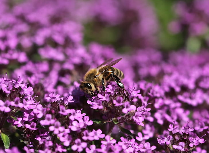 bee pollinating purple petaled flower, Thyme, Life, bee, purple, flower, summer, macro, bokeh, Maine, insect, nature, pollination, close-up, pollen, HD wallpaper