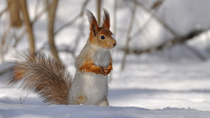 brown squirrel, branches, snow, tail, winter, squirrel, HD wallpaper