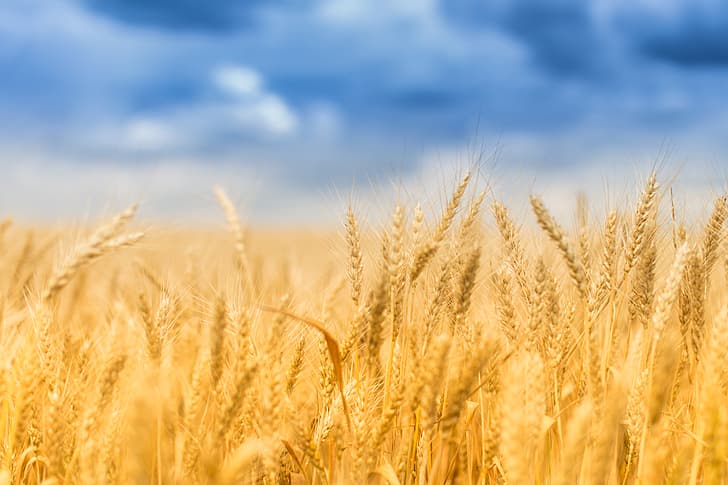 القمح ، الحقل ، الصيف ، السنبلة، خلفية HD