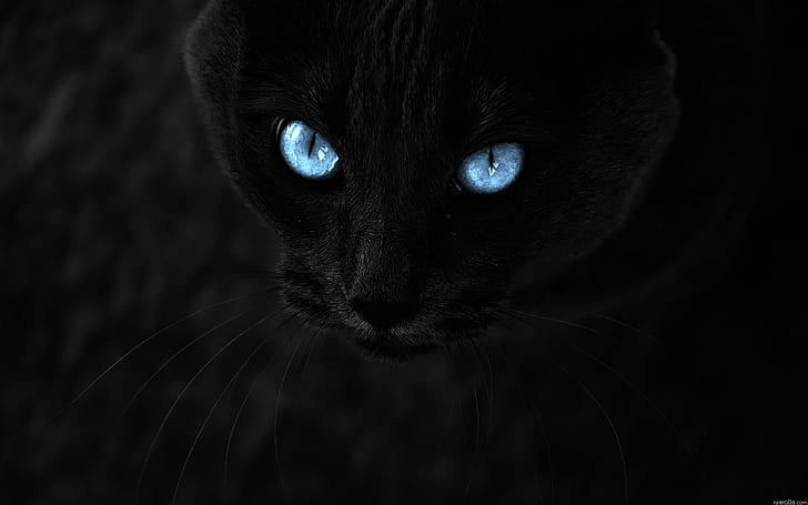 gatti neri occhi azzurri animali fotomanipolazioni 2560x1600 Animali Gatti HD Arte, Nero, gatti, Sfondo HD