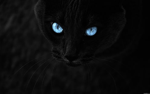 검은 고양이 파란 눈 동물 photomanipulations 2560x1600 동물 고양이 HD 아트, 검정, 고양이, HD 배경 화면 HD wallpaper
