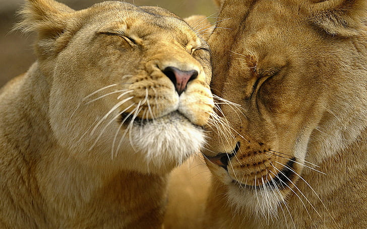 Loving Lions, loving, lions, HD wallpaper