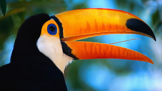 toco toucan, toucan, bec, oiseau, exotique, Fond d'écran HD HD wallpaper