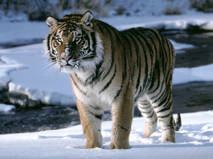 Carta da parati della tigre dell'Amur, animale della tigre, animali, sfondi, tigre, Amur, Sfondo HD