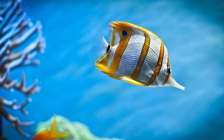 Stripes Of Gold, white and yellow fish, beautiful, aquarium, animals, fish, HD wallpaper