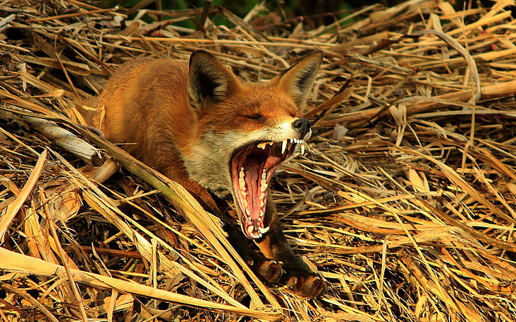 animals, foxes, wildlife, Yawn, HD wallpaper