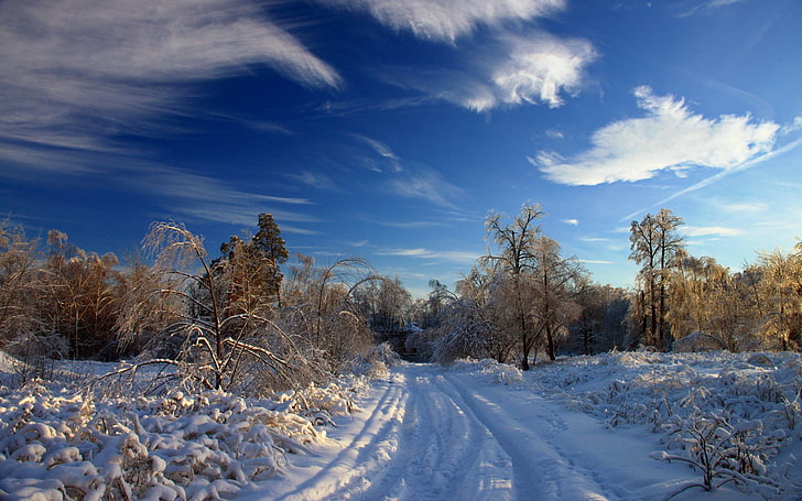white snowy road, winter, snow, road, traces, bushes, trees, snowdrifts, clouds, sky clear, HD wallpaper