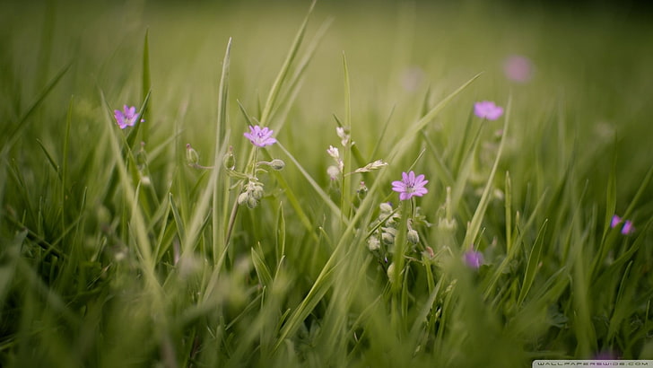 purple flowers, flowers, grass, nature, plants, HD wallpaper