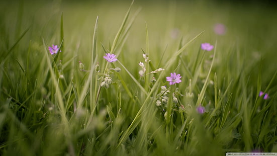 fioletowe kwiaty, kwiaty, trawa, przyroda, rośliny, Tapety HD HD wallpaper