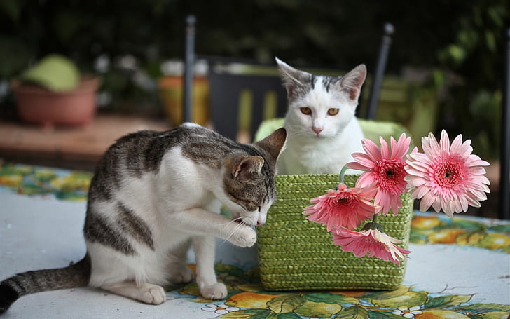 Dos gatitos, flores de color rosa, gerbera, 2 gato de pelo corto blanco y negro, Dos, gatitos, rosa, flores, gerbera, Fondo de pantalla HD